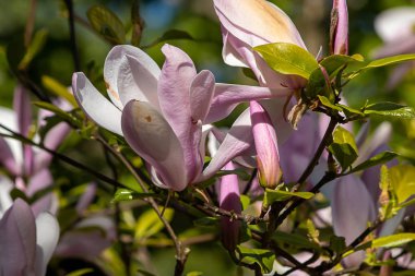 İlkbaharda açan pembe ve beyaz yapraklı güzel manolya