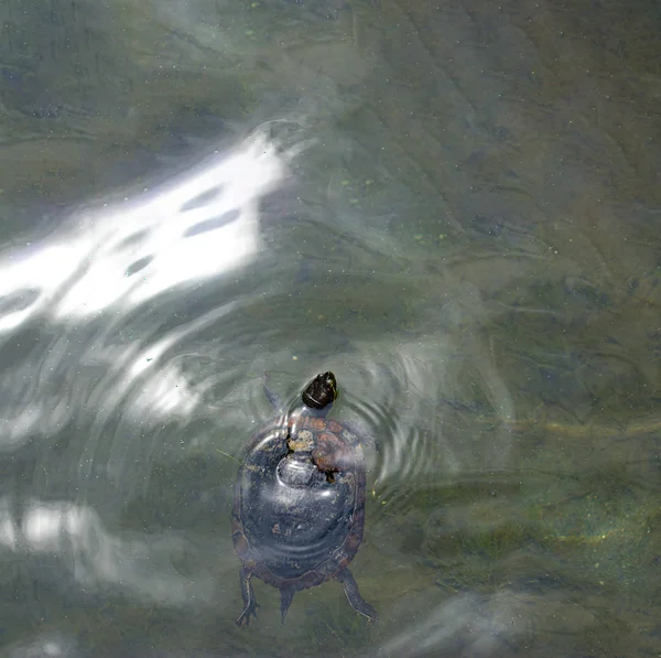 Черепаха купается в чистой озерной воде весной на озере Вашингтон — стоковое фото