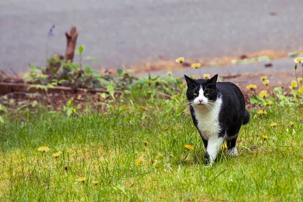 春に白黒猫が芝生の上を歩く — ストック写真