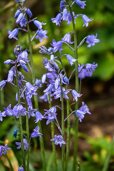 Hyascinth de madeira roxa que está junto no grupo — Fotografia de Stock