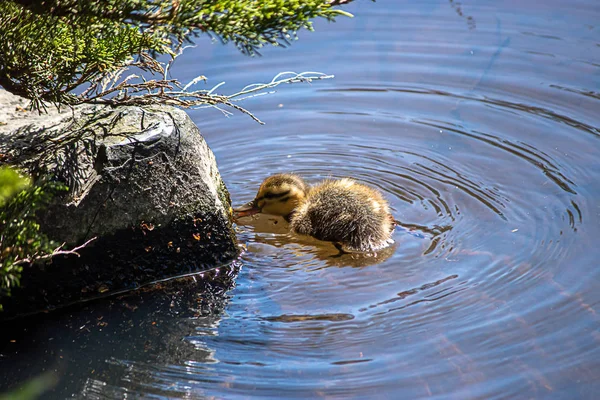 Filhote de pato nadando em água doce no estado de Washington — Fotografia de Stock