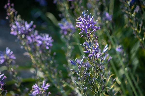 Larkspur floração no campo durante o final do dia de primavera — Fotografia de Stock