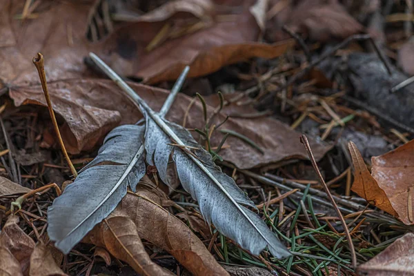 İki gri tüy sonbahar yapraklarında kesişir. — Stok fotoğraf