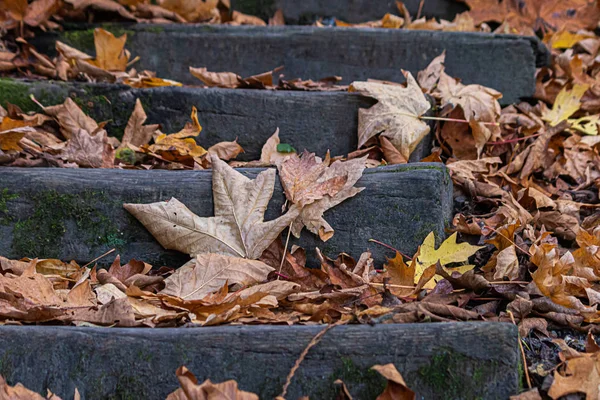 Colorful fall leaves gathering in the edges of steps — Stock Photo, Image