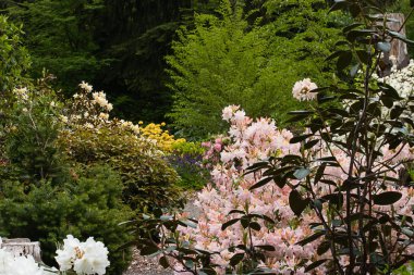beyaz ve pembe rhododendronlar tamamen çiçek açmış.