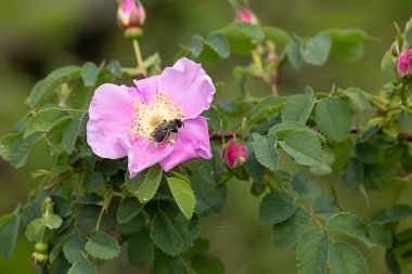 Baharın sonlarında eski moda güller üzerinde küçük bir arı