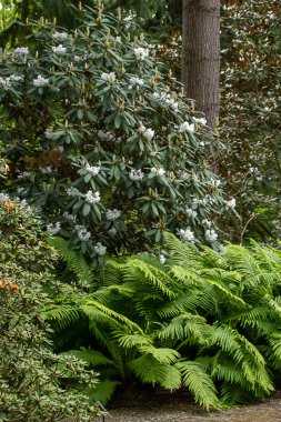 white rhododendron blooming in garden in washington state