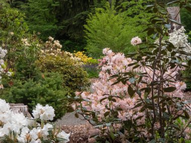 pink and white rhododendron blooming in garden in washington