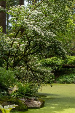 washington state pond and trees growing green in spring garden