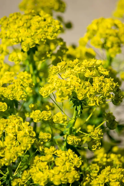 Желтая пряжа, растущая яркими весенними пучками — стоковое фото