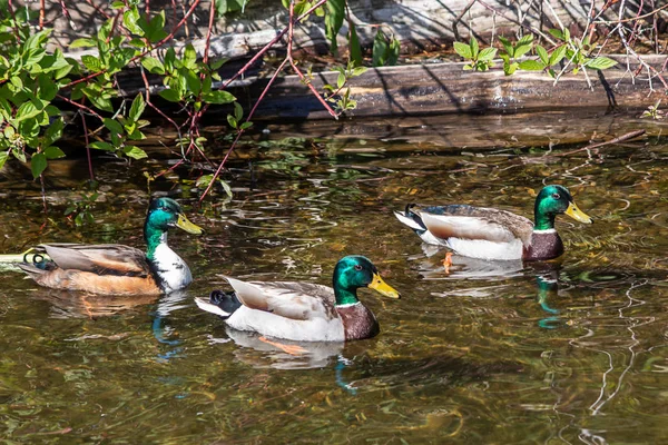 Drei grünköpfige männliche Enten schwimmen auf Teich — Stockfoto