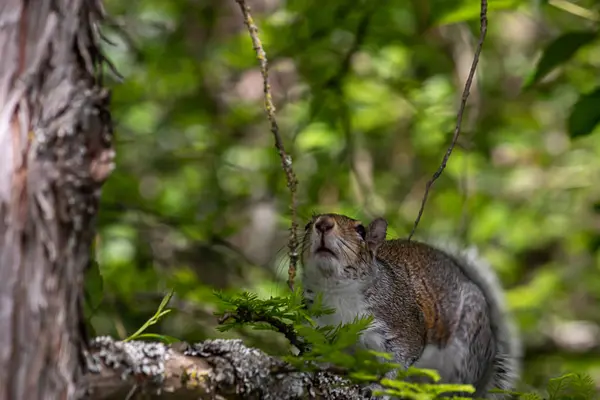 Esquilo cinzento fuzzy que está em um ramo musgoso — Fotografia de Stock