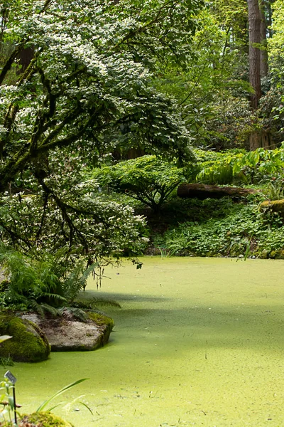 washington state pond and trees growing green in spring garden