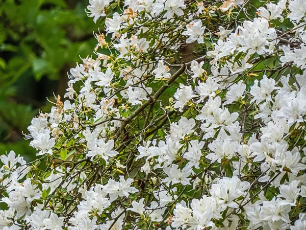 Rododendro blanco floreciendo en el jardín en el estado de Washington — Foto de Stock