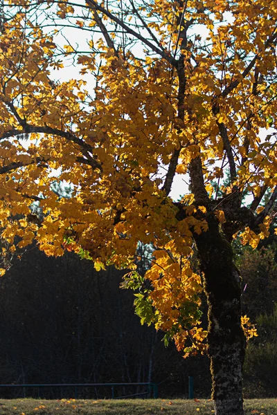 Feuilles vertes et de couleur automne poussant ensemble en grappes sur la branche — Photo