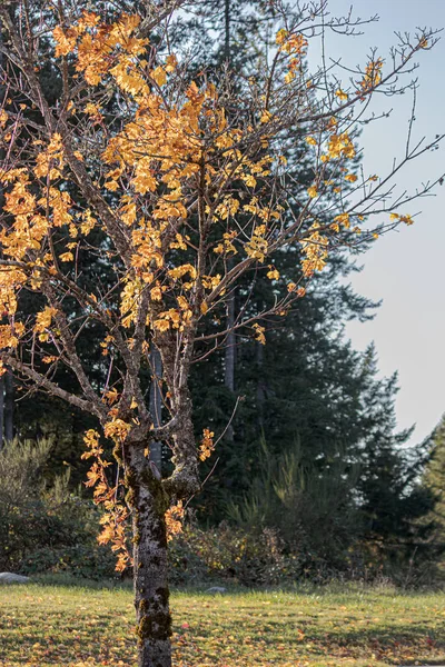 Gröna och falla färgade blad växer tillsammans i klasar på gren — Stockfoto