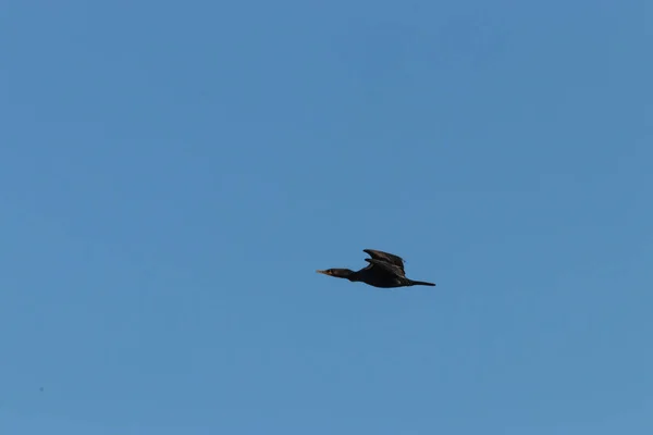 Stor svart skarv flyger genom blå himmel i Washington tillstånd — Stockfoto
