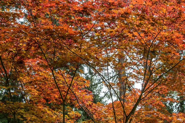 Hojas de arce de colores vibrantes brillantes creciendo en otoño —  Fotos de Stock