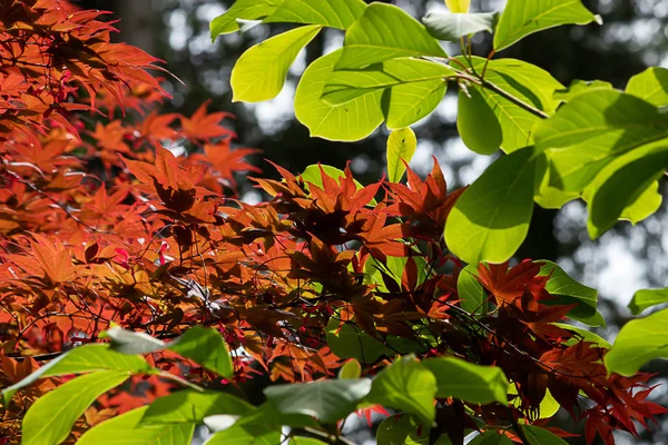 Hojas de arce de colores vibrantes brillantes creciendo en otoño —  Fotos de Stock