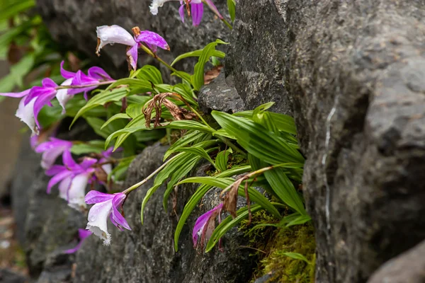Schöne gefährdete lila Blume, die im Frühling hinter dem Felsen wächst — Stockfoto