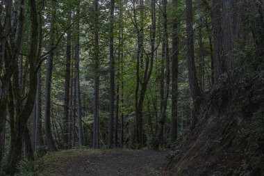 Yoğun yeşil bir ormanın içinden geçen çakıl yolu.