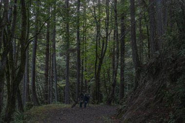 Yoğun yeşil bir ormanın içinden geçen çakıl yolu.