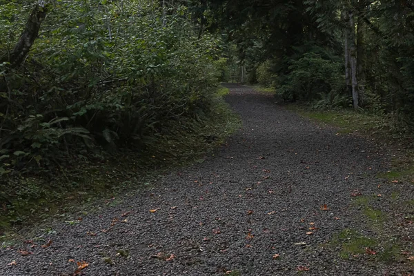 Caminho de cascalho que conduz através de uma densa floresta verde — Fotografia de Stock