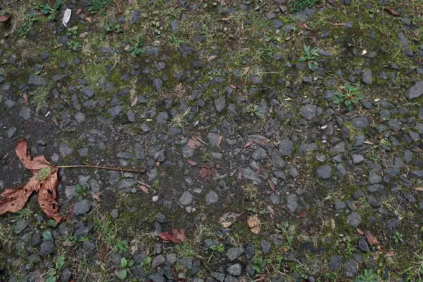 Χώμα και χαλίκι μονοπάτι μέσα από ένα δάσος το φθινόπωρο — Φωτογραφία Αρχείου