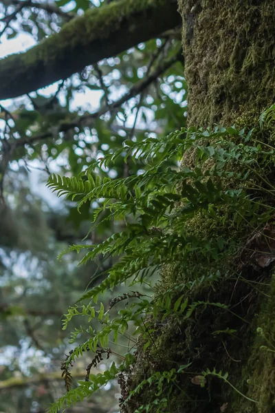 Bosque verde oscuro cubierto de musgo y helechos —  Fotos de Stock