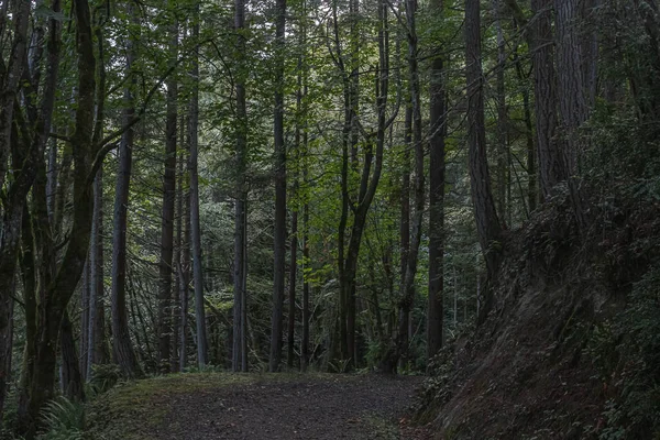 gravel path leading through a dense green forest