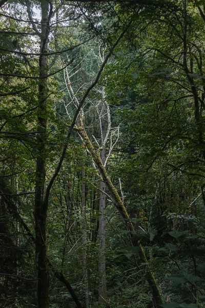 Темно-зеленый лес, покрытый мхом и папоротниками — стоковое фото