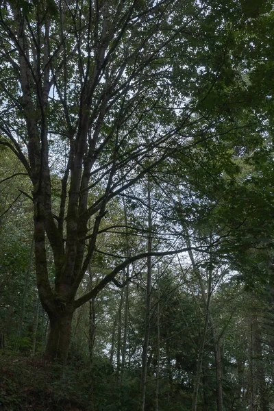 Bosque verde oscuro cubierto de musgo y helechos —  Fotos de Stock