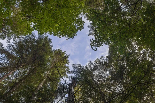 Céu alto acima do chão da floresta — Fotografia de Stock