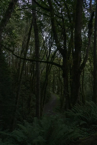 Forêt vert foncé couverte de mousse et fougères — Photo