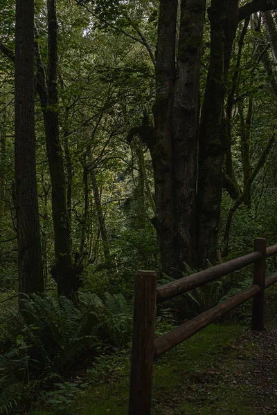 gravel path leading through a dense green forest