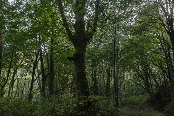 Forêt vert foncé couverte de mousse et fougères — Photo