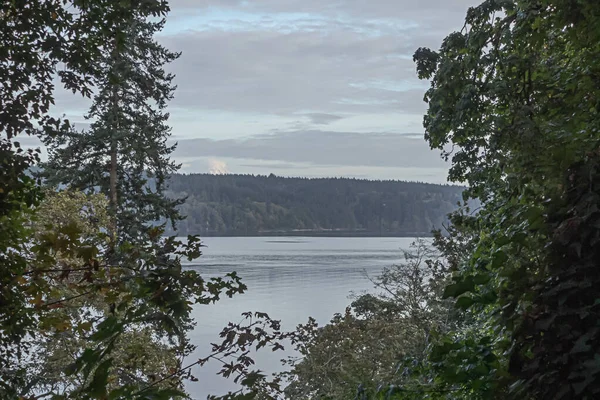 Het puget geluid ingelijst met bomen in een bos — Stockfoto