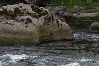 Washington eyaletindeki yeşil nehir boyunca akan su ormandadır.