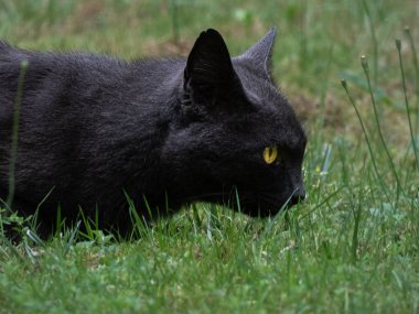 Küçük, gri ve siyah kediler çimenlerde oturuyor.