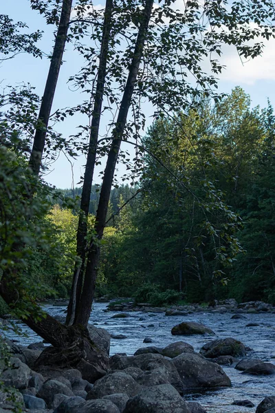 Wasser fließt entlang des grünen Flusses im Bundesstaat Washington im Wald — Stockfoto