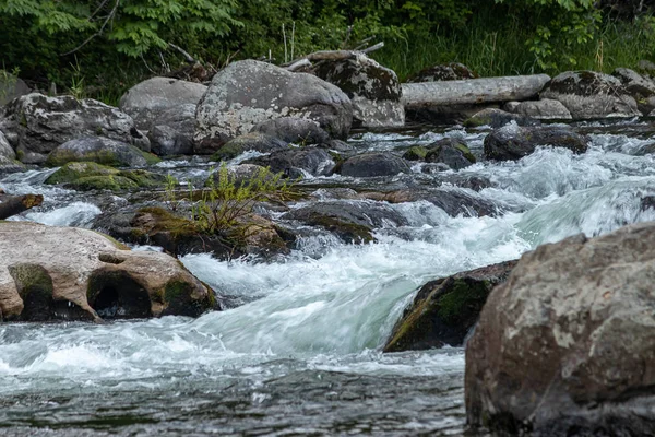 Wasser fließt entlang des grünen Flusses im Bundesstaat Washington im Wald — Stockfoto