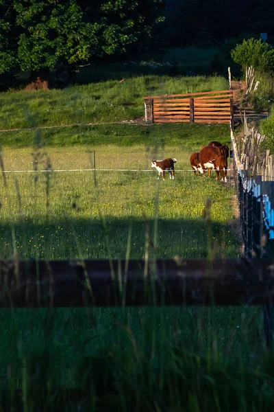 Vacas marrons em pastagem verde perto de encosta arborizada — Fotografia de Stock