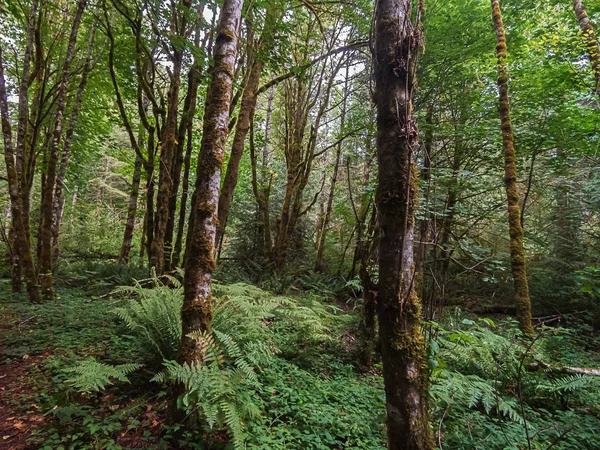 Foresta verde dence con aceri e felci — Foto Stock
