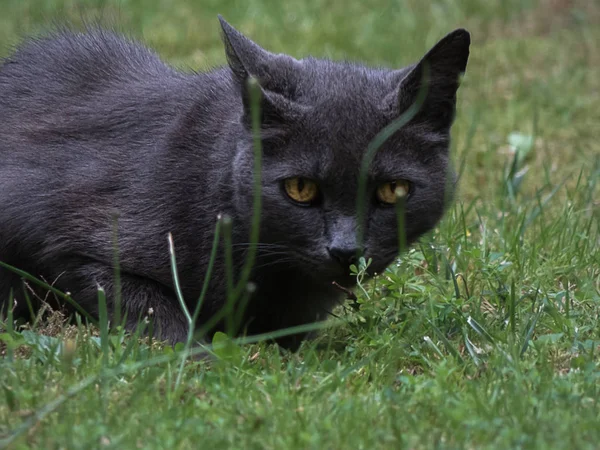 草の中に座っている灰色と黒の猫を盗む — ストック写真