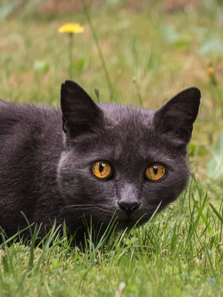 草の中に座っている灰色と黒の猫を盗む — ストック写真