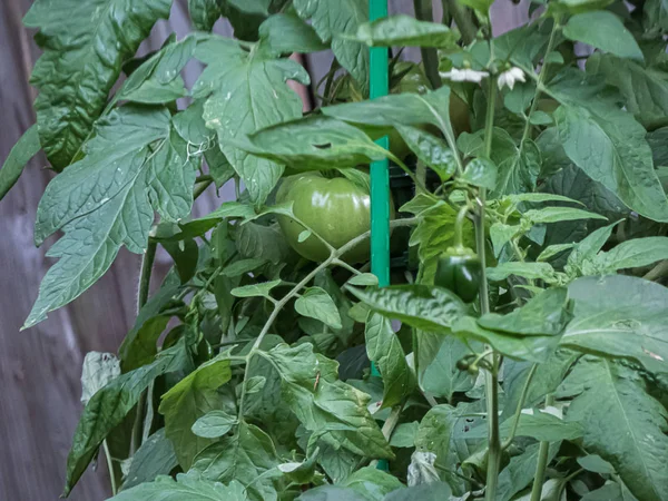 Green tomatoes growing on vine in garden with green stake — Stock Photo, Image