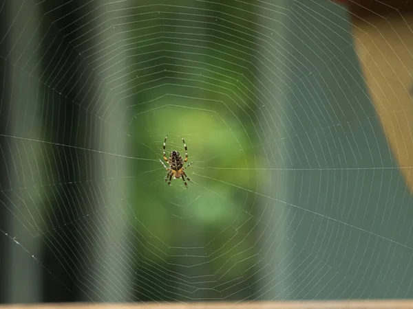 Orbweaver in web outside in early fall in washington — 스톡 사진