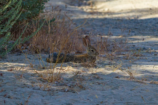 wild jack rabbit or hare laying in the shade near bushes
