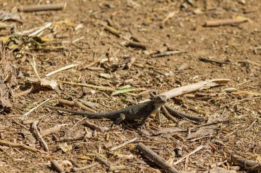 Çit kertenkelesi güneşte güneşleniyor.