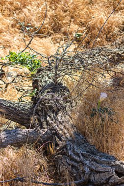 Düşen kütükler altın yulaf otlarında yatıyor.